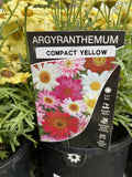 ARGYRANTHEMUM SASSY COM YELLOW 14CM