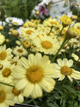 ARGYRANTHEMUM SASSY COM YELLOW 14CM