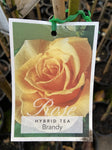 ROSA STANDARD 3FT BRANDY 20CM