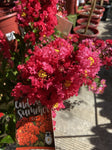 LAGERSTROEMIA CREPE MYRTLE ENDURING SUMMER RED 20CM