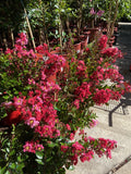 LAGERSTROEMIA CREPE MYRTLE ENDURING SUMMER RED 20CM