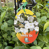 PANDOREA LADY DI 18CM