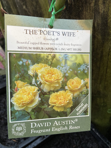 ROSE DAVID AUSTIN THE POET'S WIFE BARE ROOT