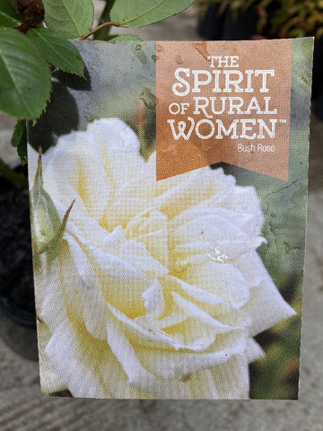 ROSE SPIRIT OF RURAL WOMEN 20CM