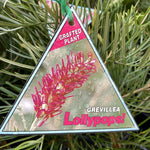 GREVILLEA LOLLYPOPS GRAFTED 20CM