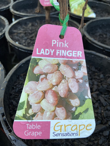 GRAPE PINK LADY FINGER BARE ROOT