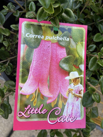 CORREA LITTLE CATE 20CM