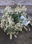 PIERIS VARIEGATA 14CM