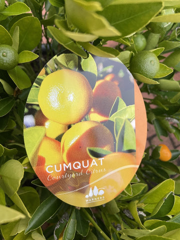 CUMQUAT COURTYARD 40CM