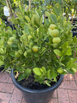 CUMQUAT COURTYARD 40CM