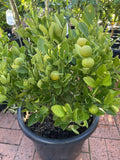 CUMQUAT COURTYARD 40CM