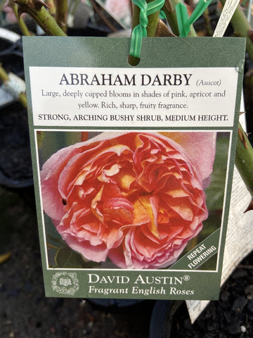 ROSE DAVID AUSTIN STANDARD 3FT ABRAHAM DARBY 20CM
