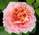 ROSE DAVID AUSTIN STANDARD 3FT ABRAHAM DARBY 20CM