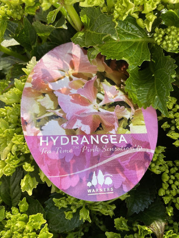 HYDRANGEA TEA TIME PINK SENSATION 20CM