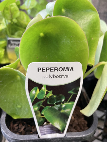 PEPEROMIA COIN LEAF 12CM