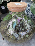 GLASS TERRERIUM CORK LID SIZE E 440mm X 200mm