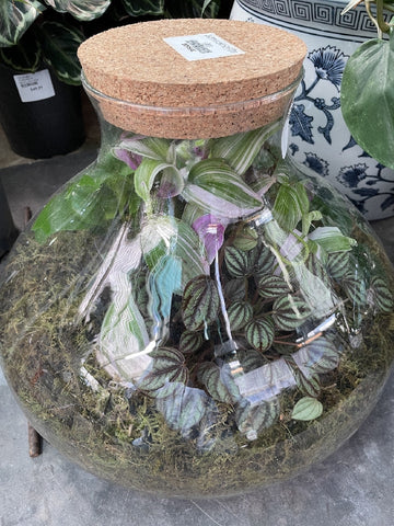 GLASS TERRERIUM CORK LID SIZE E 440mm X 200mm