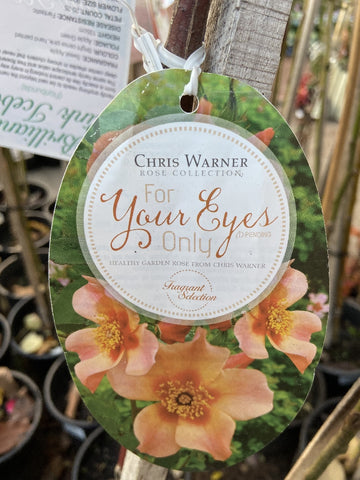 ROSE STANDARD 3FT FOR YOUR EYES ONLY 20CM