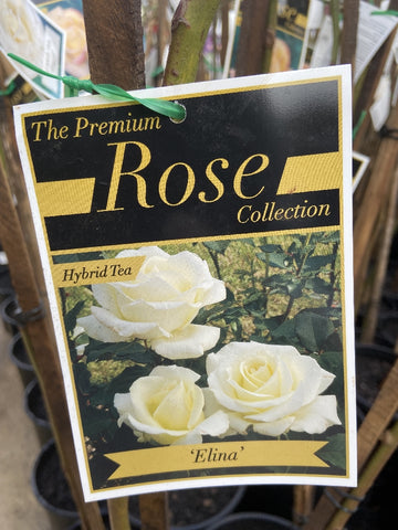 ROSA STANDARD ELINA 2FT BARE ROOT