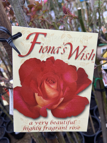 ROSA STANDARD FIONA'S WISH 3FT BARE ROOT