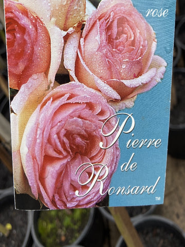 ROSA STANDARD PIERRE DE RONSARD 3FT BARE ROOT