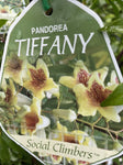 PANDOREA TIFFANY 18CM