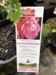 ROSE DELBARD MADAME DELBARD 20CM
