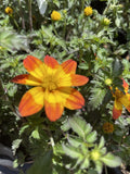 BIDENS BEE HAPPY 14CM