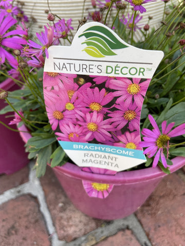 BRACHYSCOME RADIANT MAGENTA 20CM