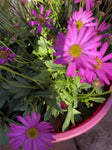 BRACHYSCOME RADIANT MAGENTA 20CM