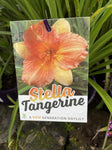 HEMEROCALLIS STELLA TANGERINE 14CM PGA