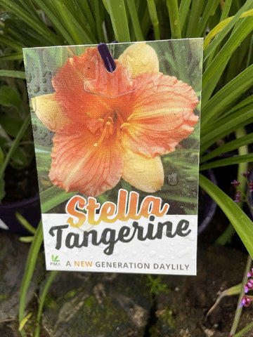 HEMEROCALLIS STELLA TANGERINE 14CM PGA