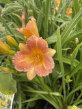 HEMEROCALLIS STELLA TANGERINE 14CM PGA