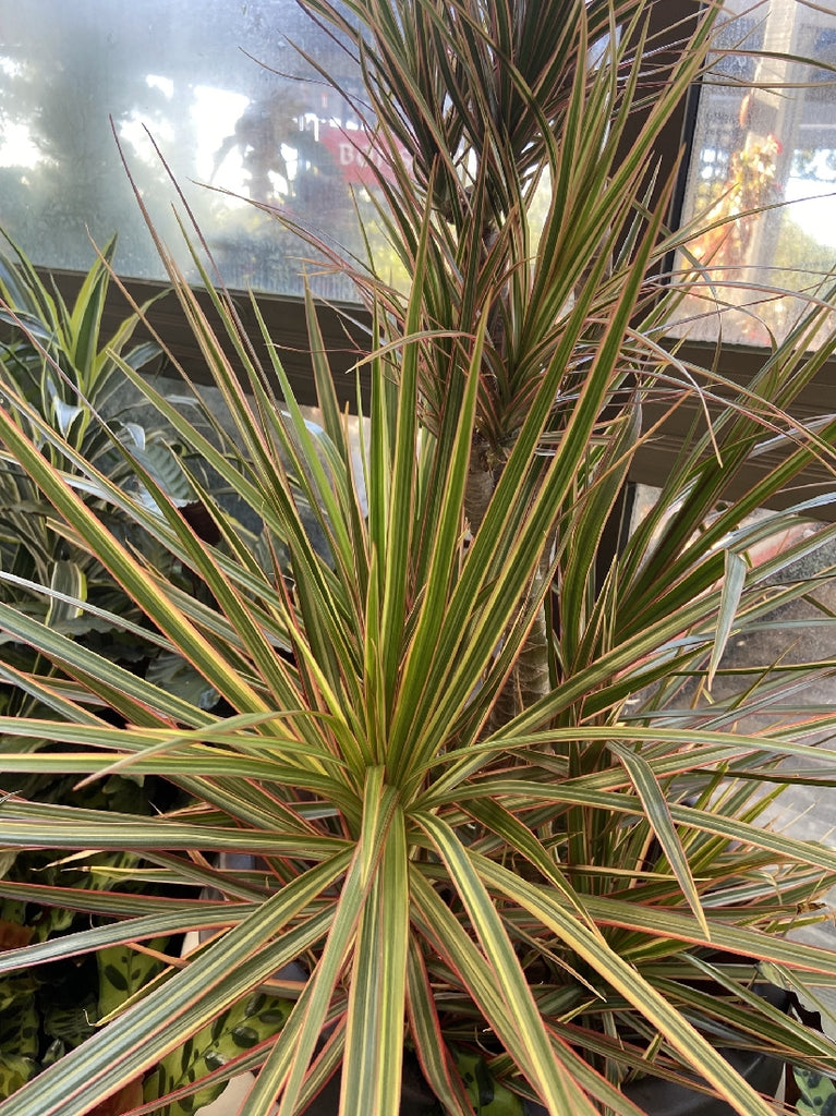 dracaena tricolour DRACAENA TRICOLOUR 30CM – Poyntons Nursery