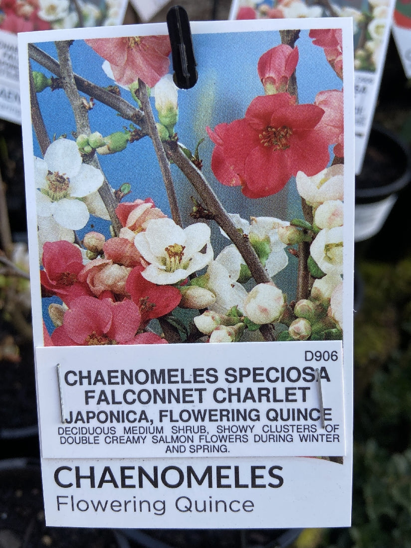 CHAENOMELES FALCONNET CHARLET 14CM – Poyntons Nursery