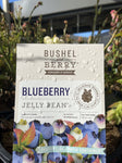 BLUEBERRY JELLY BEAN 20CM