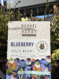 BLUEBERRY JELLY BEAN 20CM