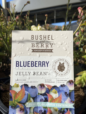 BLUEBERRY JELLY BEAN 20CM