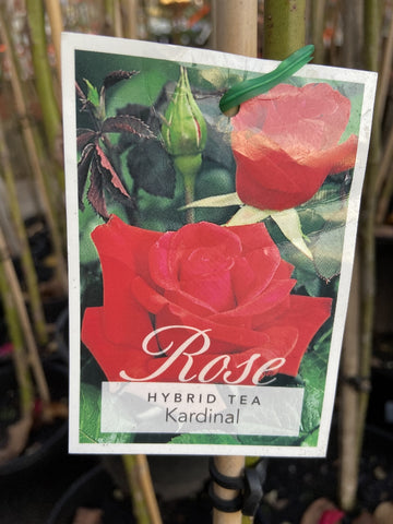 ROSA STANDARD KARDINAL 2FT BARE ROOT