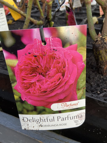 ROSE DELIGHTFUL PARFUMA BARE ROOT