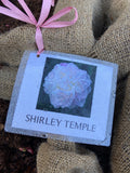 PAEONY SHIRLEY TEMPLE BARE ROOT