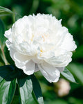 PAEONY SHIRLEY TEMPLE BARE ROOT