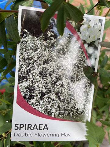 SPIRAEA CANTONIENSIS DOUBLE FLOWER 17CM