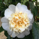 CAMELLIA BRUSHFIELD'S BEAUTY 20CM