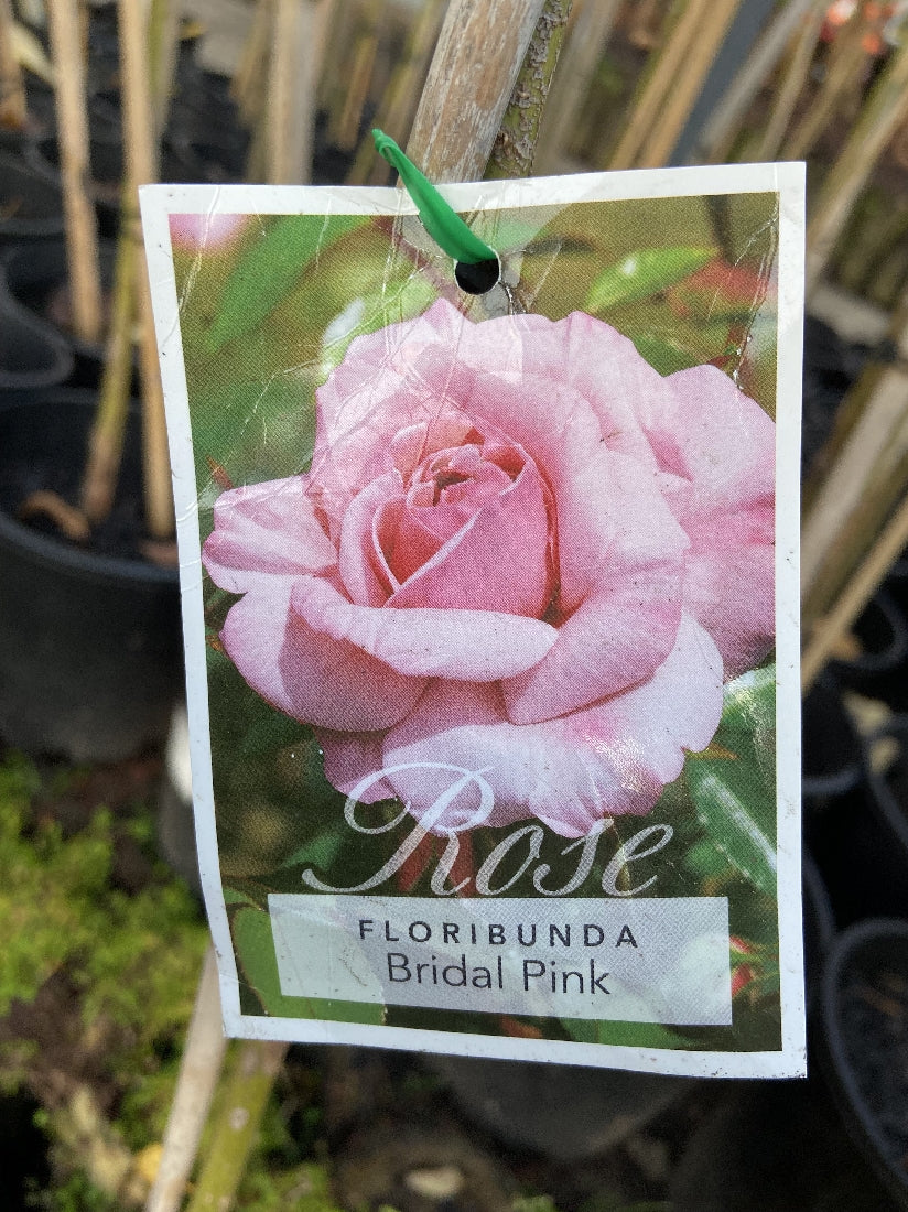 ROSA STANDARD BRIDAL PINK 2FT – Poyntons Nursery