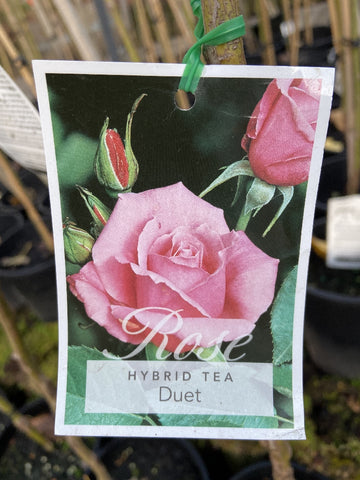 ROSE STANDARD DUET 2FT