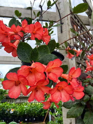 RHODODENDRON VIREYA HANGING BASKET 25CM
