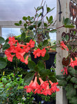RHODODENDRON VIREYA HANGING BASKET 25CM