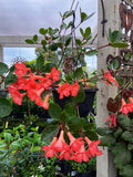 RHODODENDRON VIREYA HANGING BASKET 25CM