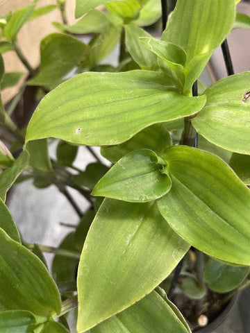 TRADESCANTIA BLUSHING BRIDE HANGING BASKET